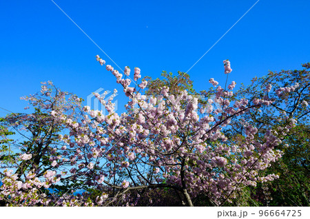 北海道 小樽の満開の桜 北海道 小樽の満開の桜 96664725