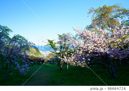 北海道 小樽の満開の桜 北海道 小樽の満開の桜 96664728