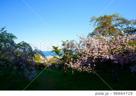 北海道 小樽の満開の桜 北海道 小樽の満開の桜 96664729