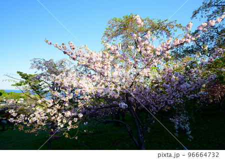 北海道 小樽の満開の桜 北海道 小樽の満開の桜 96664732
