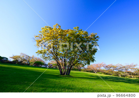 北海道　小樽の公園の風景 96664800