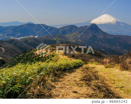 明神ヶ岳 早春の笹尾根(金時山と富士山を望む) 明神ヶ岳 早春の笹尾根(金時山と富士山を望む) 96665242