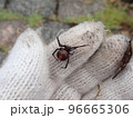 セアカゴケグモ 96665306