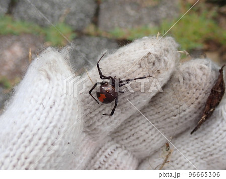 セアカゴケグモ セアカゴケグモ 96665306