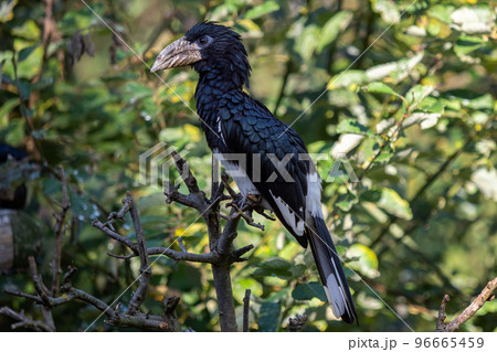 Piping Hornbill (Ceratogymna fistulator fistulator) sitting on a branch in green bushes. Piping Hornbill (Ceratogymna fistulator fistulator) sitting on a branch in green bushes. 96665459