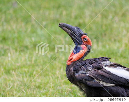 Portrait of the southern ground hornbill Portrait of the southern ground hornbill 96665919