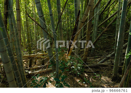 放置竹林イメージ 96666761
