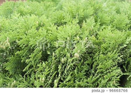 In the garden.A growing shrub of the Thuja.Thuja occidentalis. 96668766