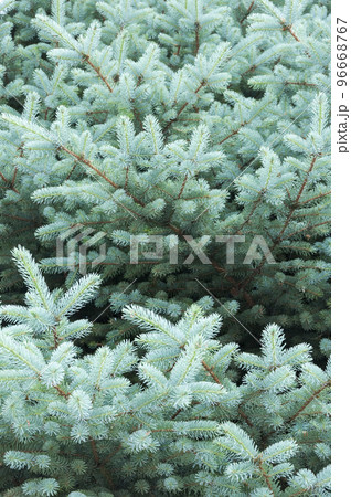 In the forest.Branches of blue spruce.Picea pungens. 96668767