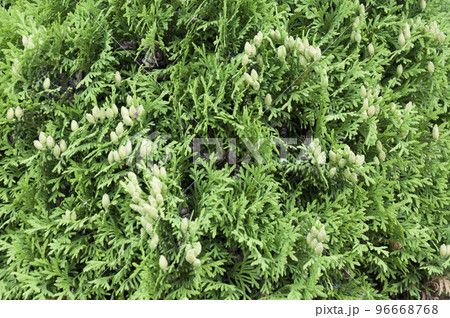 In the garden.A growing shrub of the Thuja.Thuja occidentalis. In the garden.A growing shrub of the Thuja.Thuja occidentalis. 96668768