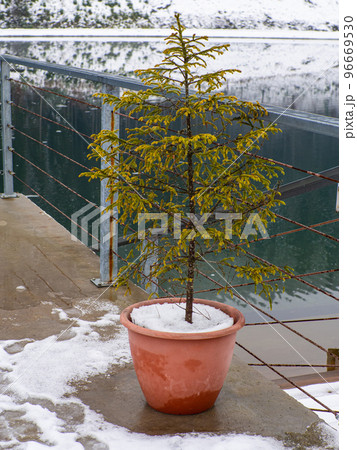 Flower pot with snow 96669530