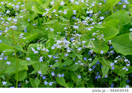 Spring wild meadow in mountains. Many blue alpine flowers on a green glade in springtime. Forget-me-not Myosotis scorpioides is blooming. 96669936