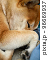 熟睡する柴犬 96669937