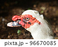 仮面をつけたようなガチョウの顔 96670085