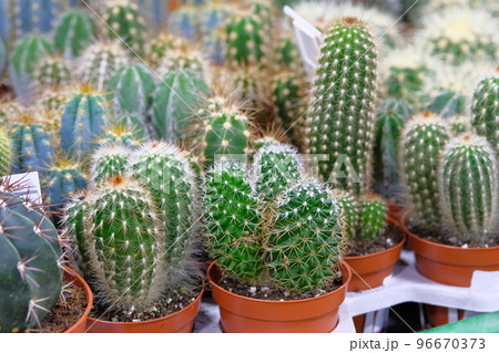 Various green cactus plant with spikes in small pots in garden shop. Cactus sold in store. 96670373