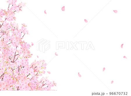 美しく華やかな満開の薄いピンク色の桜の花と花びら舞い散る春の白バックフレームベクター素材イラスト 96670732