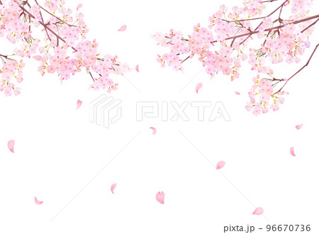 美しく華やかな満開の薄いピンク色の桜の花と春の草花ー花びら舞い散る春の白バックフレーム背景素材 96670736