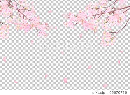 Beautiful and gorgeous light pink cherry blossoms in full bloom and spring flowers-spring white back frame background material with falling petals Beautiful and gorgeous light pink cherry blossoms in full bloom and spring flowers-spring white back frame background material with falling petals 96670736