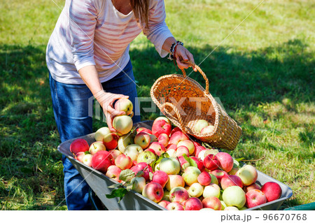 A woman gardener harvests ripe juicy apples by filling a straw basket with them on a summer day. 96670768