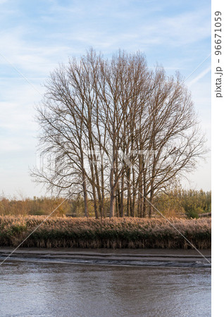 Golden autumn colors at the banks of the river Scheldt, Berlare, Belgium 96671059