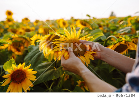 Farmer examining crop in the sunflower field. Harvesting, organic farming concept 96671284
