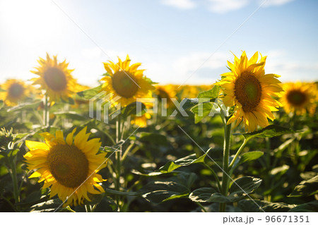 Backdrop Of The Beautiful Sunflowers Garden. Field Of Blooming Sunflowers On A Background Sunset. Backdrop Of The Beautiful Sunflowers Garden. Field Of Blooming Sunflowers On A Background Sunset. 96671351
