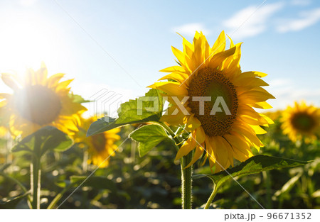 Backdrop Of The Beautiful Sunflowers Garden. Field Of Blooming Sunflowers On A Background Sunset. 96671352