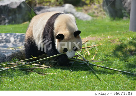 おいしい竹を選ぶ桜浜 96671503