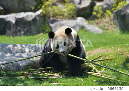おいしい竹を選ぶ桜浜 96671504