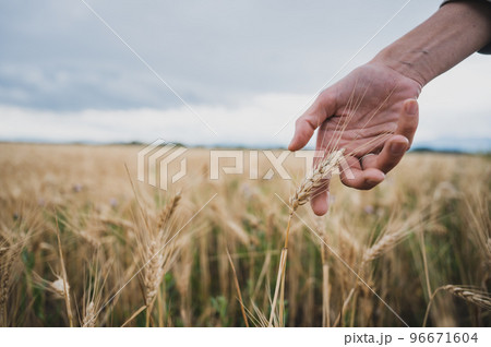 Closeup low angle view of female hand gently touching golden ear of wheat Closeup low angle view of female hand gently touching golden ear of wheat 96671604