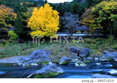 紅葉の銀杏 紅葉の銀杏 96671614