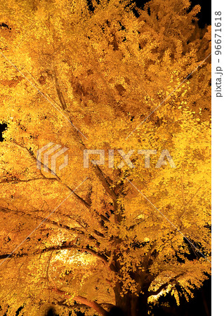 紅葉の銀杏ライトアップ 96671618