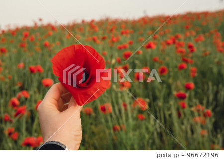 Female hand holding Red poppy flowers in a wild field. Vivid Poppies meadow in spring. Beautiful summer day. Beautiful red poppy flowers on green fleecy stems grow in the field. Scarlet poppy flowers Female hand holding Red poppy flowers in a wild field. Vivid Poppies meadow in spring. Beautiful summer day. Beautiful red poppy flowers on green fleecy stems grow in the field. Scarlet poppy flowers 96672196