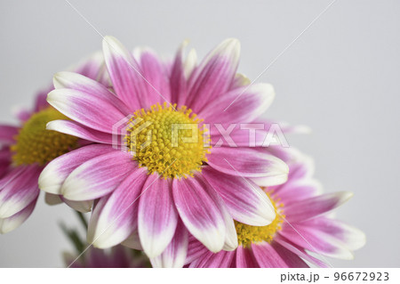 菊 96672923