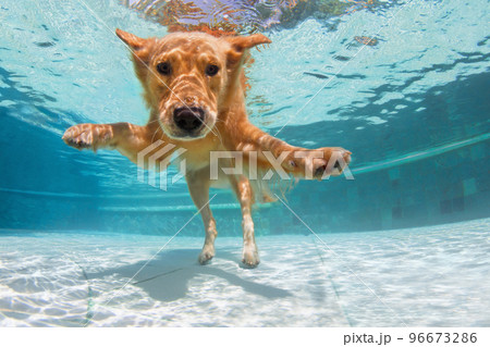 Underwater funny photo of golden labrador retriever in swimming pool Underwater funny photo of golden labrador retriever in swimming pool 96673286