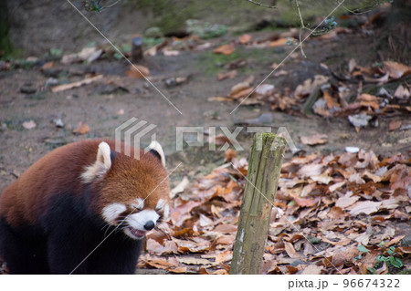 レッサーパンダ レッサーパンダ 96674322