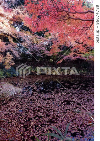 奈良不退寺の色とりどりの紅葉 奈良不退寺の色とりどりの紅葉 96674789