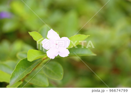 ニオイバンマツリの花 ニオイバンマツリの花 96674799