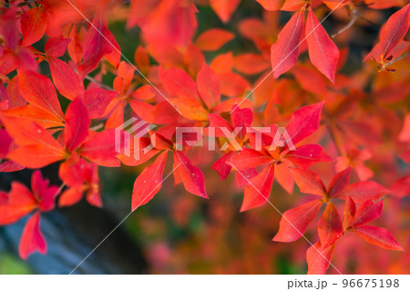 長野県駒ヶ根市の駒ヶ根高原の菅の台バスセンターの紅葉 96675198
