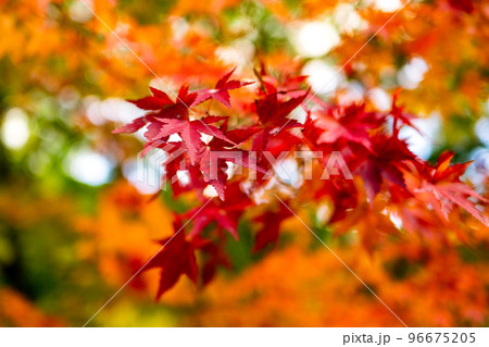 長野県駒ヶ根市の駒ヶ根高原の菅の台バスセンターの紅葉 長野県駒ヶ根市の駒ヶ根高原の菅の台バスセンターの紅葉 96675205
