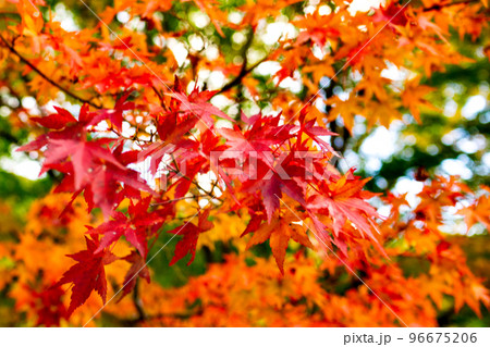 長野県駒ヶ根市の駒ヶ根高原の菅の台バスセンターの紅葉 96675206