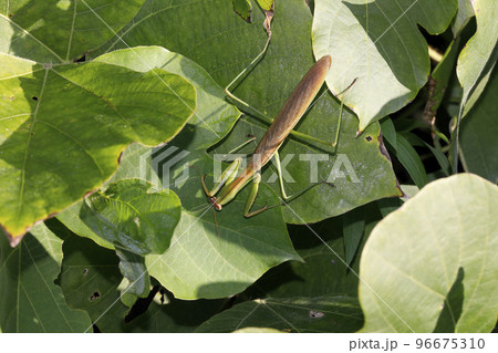 オオカマキリ オオカマキリ 96675310