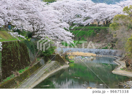 嬉野温泉街の桜「塩田川付近」 96675338