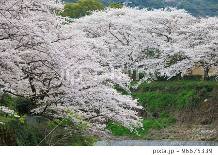 嬉野温泉街の桜「塩田川付近」 96675339