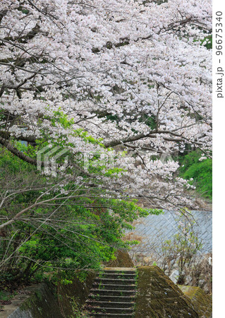 嬉野温泉街の桜「塩田川付近」 嬉野温泉街の桜「塩田川付近」 96675340
