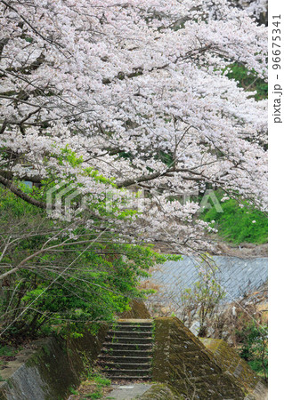 嬉野温泉街の桜「塩田川付近」 嬉野温泉街の桜「塩田川付近」 96675341