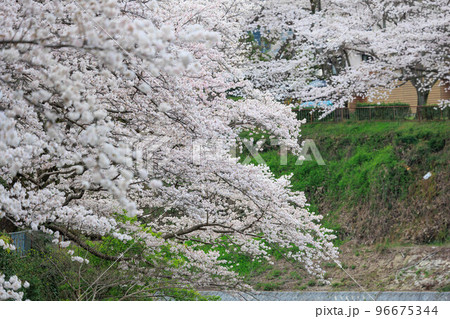 嬉野温泉街の桜「塩田川付近」 嬉野温泉街の桜「塩田川付近」 96675344