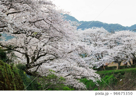 嬉野温泉街の桜「塩田川付近」 嬉野温泉街の桜「塩田川付近」 96675350