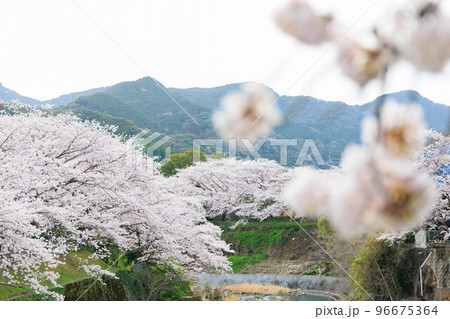 嬉野温泉街の桜「塩田川付近」 嬉野温泉街の桜「塩田川付近」 96675364