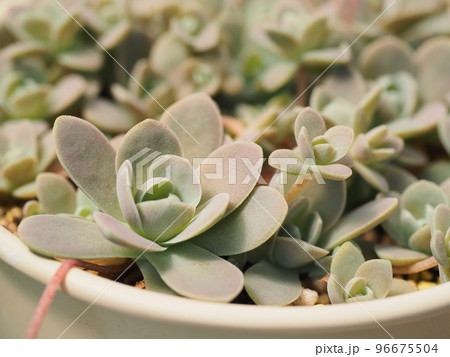 多肉植物子持ち蓮華 96675504